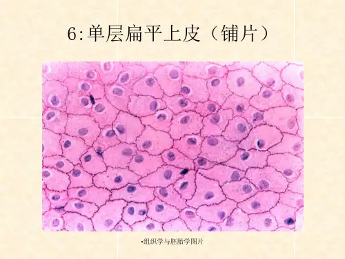 最新组织学与胚胎学图片