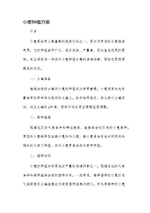 小麦种植方案