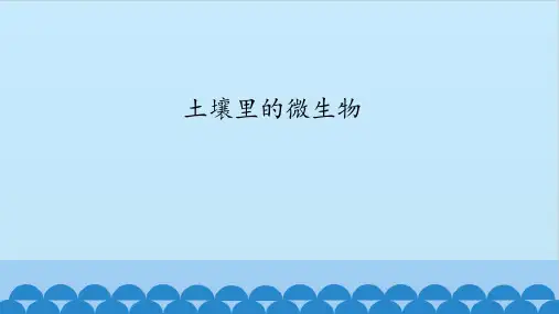 科学课件土壤里的微生物