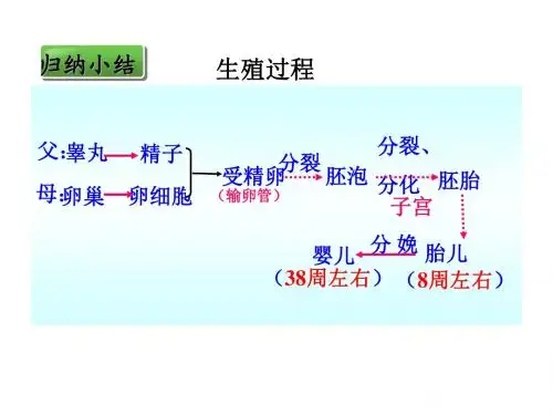 5191.人教版七年级下册生物1.3青春期(共60张ppt)