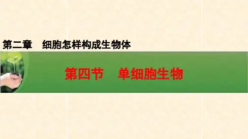 人教版七年级生物上册第二单元第二章教学课件：2.2.4单细胞生物 (共20张PPT)