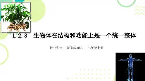 1.2.3生物体在结构和功能上是一个统一整体课件2024-2025学年济南版生物七年级上册