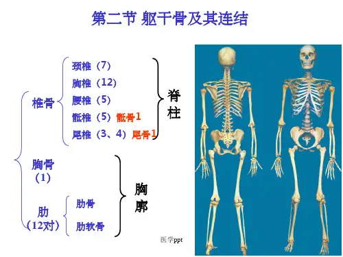 系统解剖学——第二节躯干骨及其连结