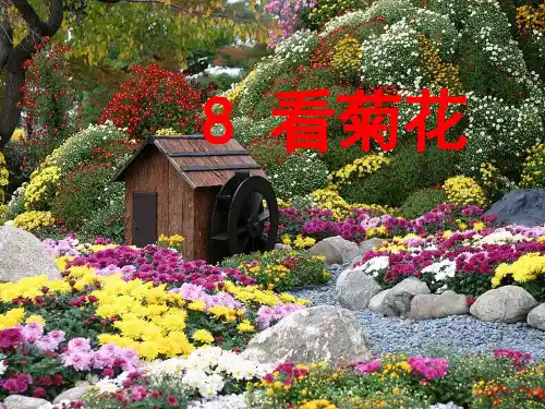 一年级看菊花课件