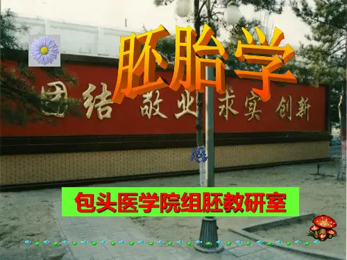 胚胎学课件