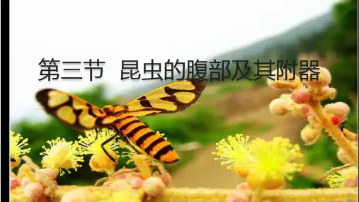第一章第三节第四节  昆虫的腹部及其附器、体壁的构造