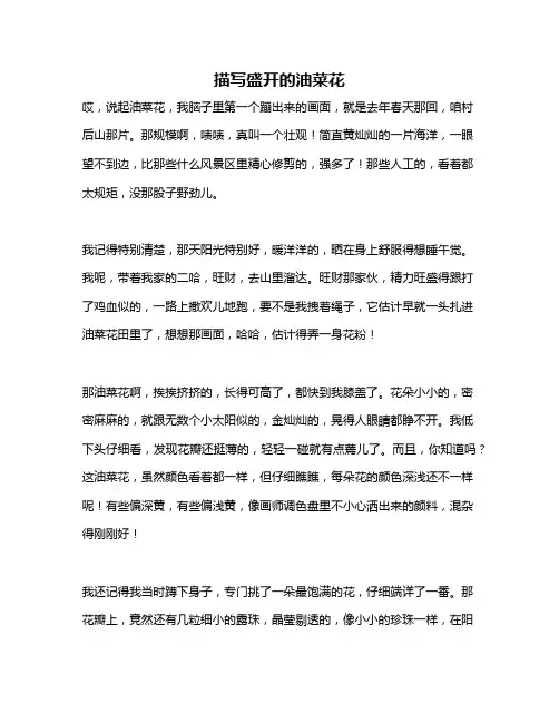 作文《描写盛开的油菜花》