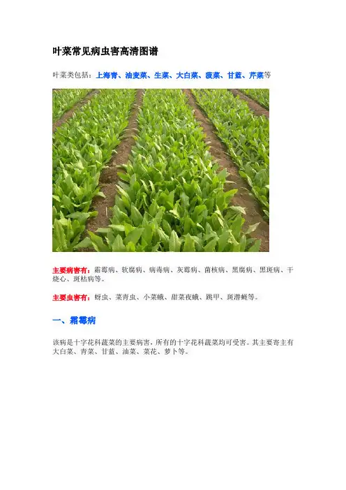 叶菜常见病虫害高清图谱