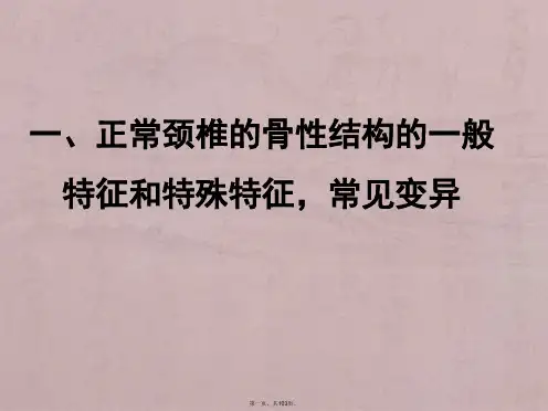 颈椎局部解剖理论