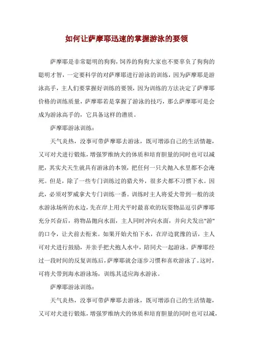 如何让萨摩耶迅速的掌握游泳的要领