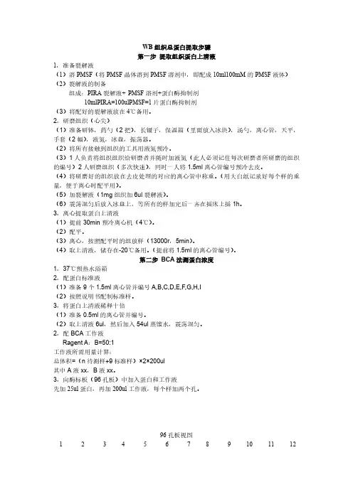 WB实验组织总蛋白提取方法