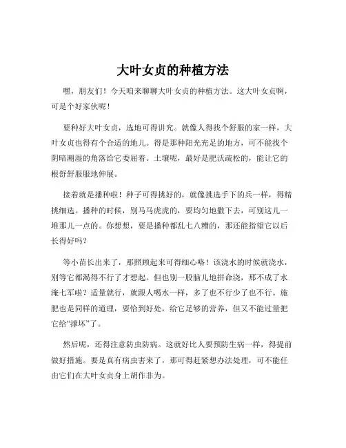 大叶女贞的种植方法