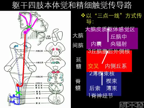 正常人体解剖学传导路