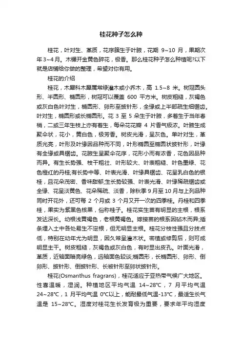 桂花种子怎么种