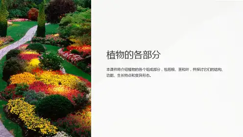 《植物的各部分》课件