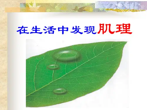 在生活中发现肌理ppt课件