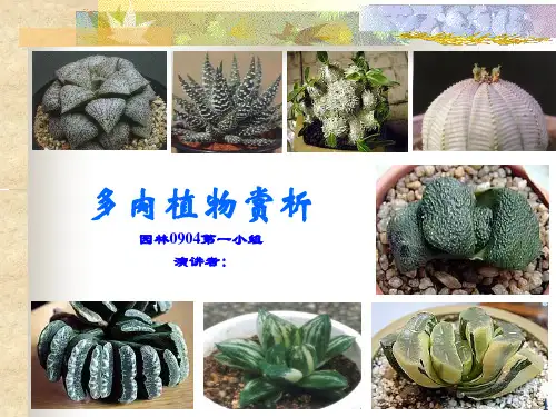 多肉植物汇总PPT课件