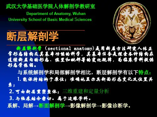 医学断层解剖学1断层头部