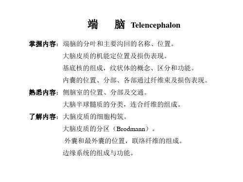 端脑