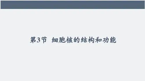 细胞核的结构和功能(说课)-2024-2025学年高一上学期生物人教版必修一