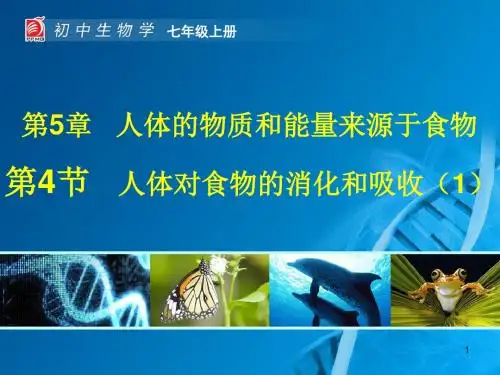 苏科版七年级生物上册《  第四节 人体对食物的消化吸收》课件10
