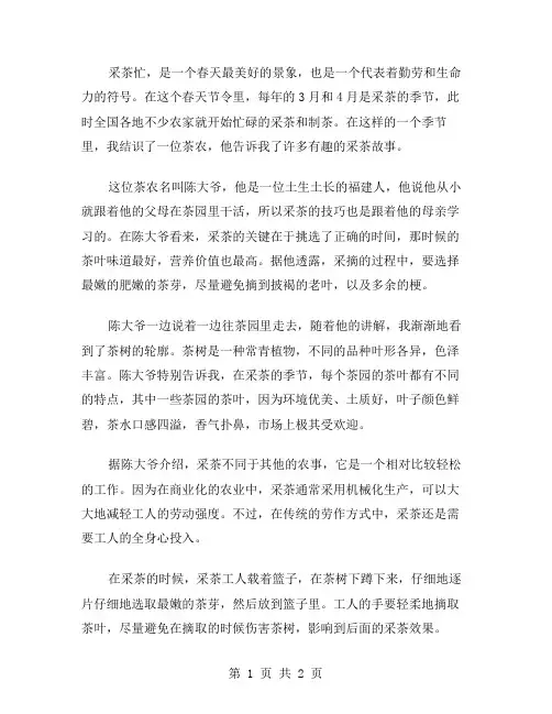采茶忙作文范文