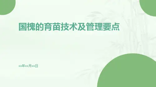 国槐的育苗技术及管理要点