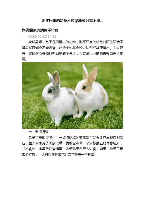 刚买回来的幼兔不拉屎新兔到家不拉...
