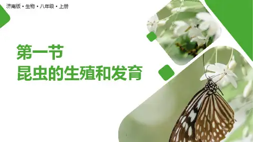 初中生物 4-2-1昆虫的生殖和发育(课件)济南版八年级上册