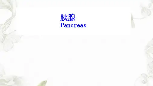 胰腺胰腺解剖及功能PPT课件