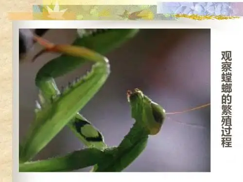 2019教育苏科版初中生物八上第七单元20.1《动物的生殖》 课件 (共41张PPT)精品英语