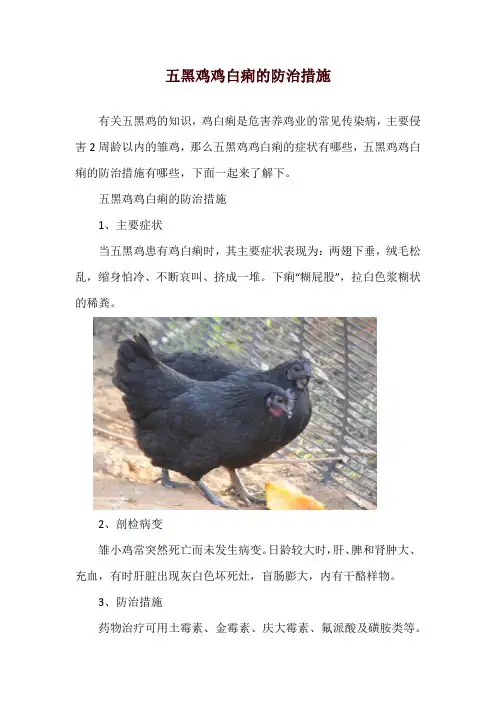 五黑鸡鸡白痢的防治措施