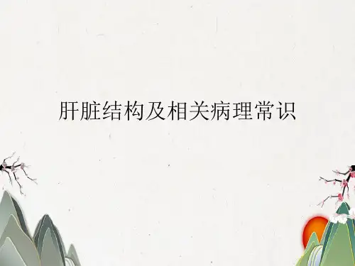 肝脏结构及相关病理常识