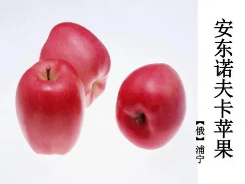 人教版高中语文外国小说欣赏《二单元  阅读  .安东诺夫卡苹果》优质课件_34