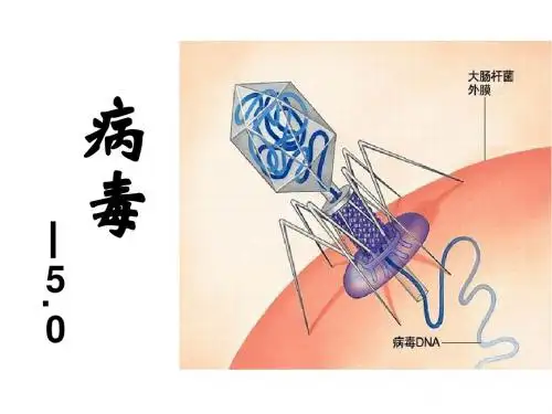 人教版八年级生物上册第五章 病毒5. 5病毒(共29张PPT)