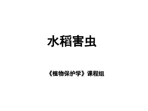 水稻害虫PPT