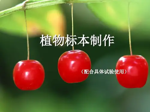 植物标本制作课件