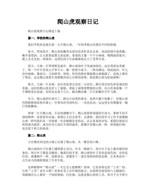 爬山虎观察日记