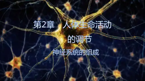 神经系统的组成(第二课时)八年级生命科学(第一册)