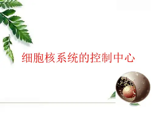细胞核说课稿