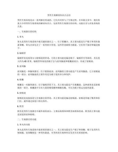 男性生殖解剖知识点总结