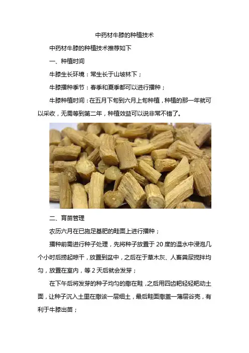 中药材牛膝的种植技术