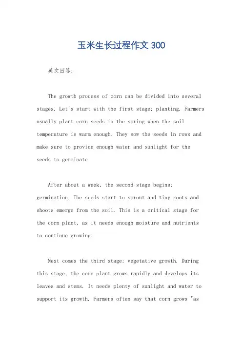 玉米生长过程作文300