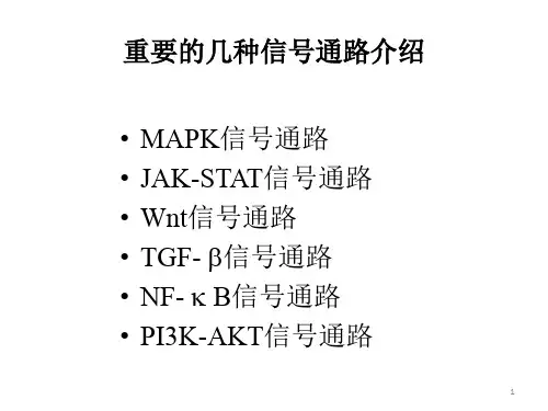 常见信号通路ppt课件