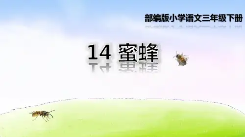 蜜蜂赏析PPT优秀课件.pptx