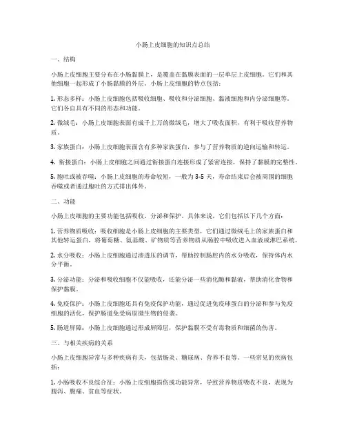 小肠上皮细胞的知识点总结