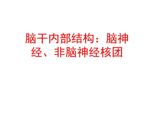 脑干内部结构--脑神经、非脑神经核团
