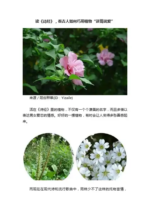 读《诗经》，看古人如何巧用植物“谈情说爱”