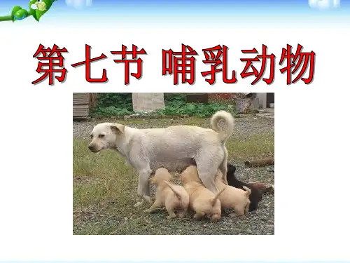 《哺乳动物》动物的主要类群PPT课件4