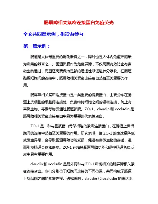 肠屏障相关紧密连接蛋白免疫荧光